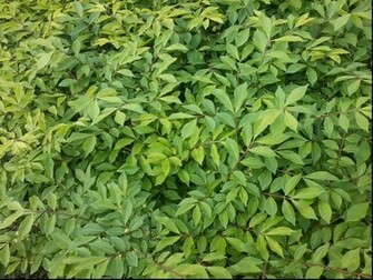 Green Color Wallpaper Leaves