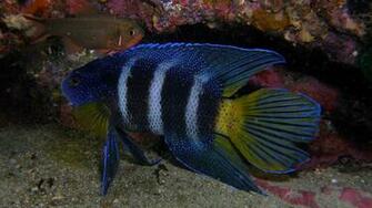 Blue Devil Fish 1080p HD Wallpaper Source