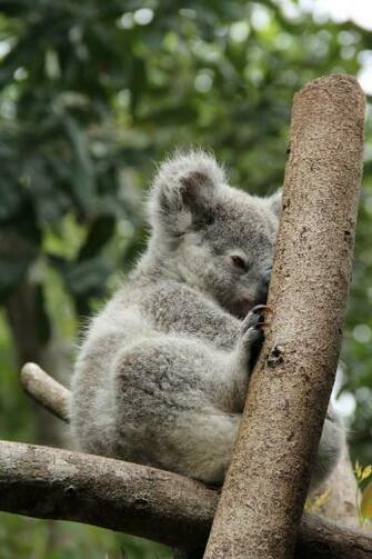 Baby Koala Wallpaper