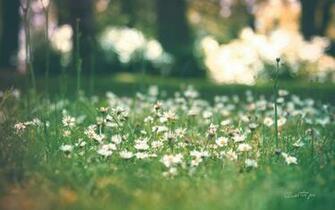 Daisy Wallpaper