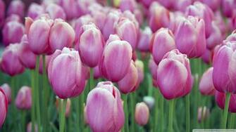 Spring Flowers HD Wallpaper