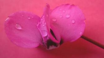 Pink Orchid Wallpaper