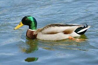 Duck Photos Wallpaper For Desktop Ducks Mallard