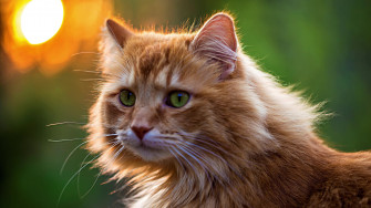 Gatos Cats Salvapantallas Wallpaper HD 4k