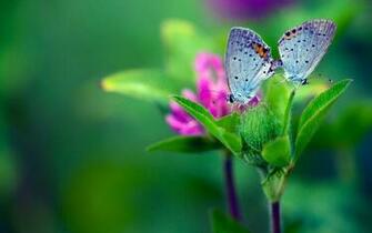 Macro Butterfly Flower Leaf Background Green Wallpaper