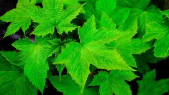Nature Leaves Closeup Macro Plants Green Maple Wallpaper HD