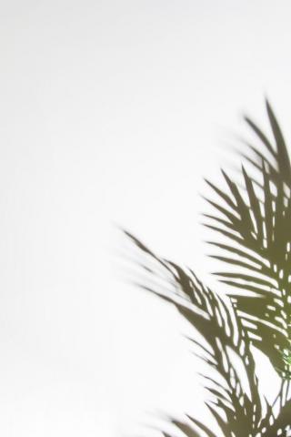 Premium Photo Palm Leaves Shadows Isolated On White Backdrop