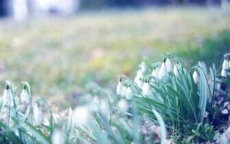 Spring Air Wallpaper High Quality Definition