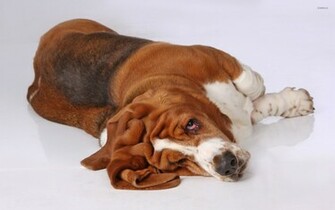Basset Hound Wallpaper Animal