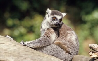 Animal Lemur Wallpaper