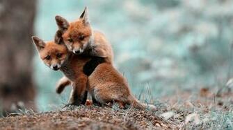 Little Foxes Wallpaper