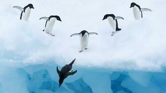 Penguin Wallpaper Best