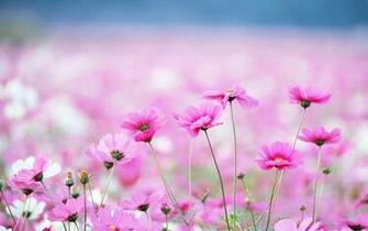 Wallpaper Wildflowers