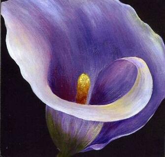Calla Lily Flowers Wallpaper Zone Background