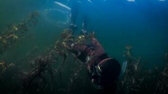 Maine Diving Seaunseen