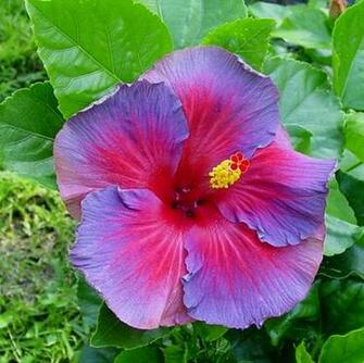 Flowers For Flower Lovers Beautiful Big Wallpaper