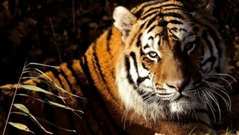 Good Tiger Mac Background Wallpaper HD 1080p Desktop