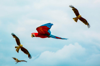 Parrot Birds Flying 4k Wallpaper HD Image Photos And