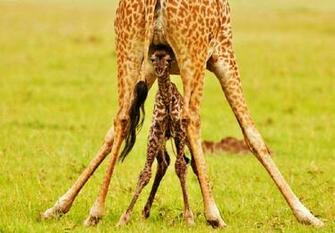 Baby Giraffe Wallpaper