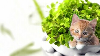 Wallpaper Saint Happy Image
