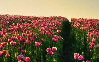 Flowers Background In High Quality Gorgeous Flower Field By Oliver
