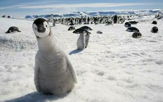 Curious Little Penguin Image For iPhone Blackberry iPad