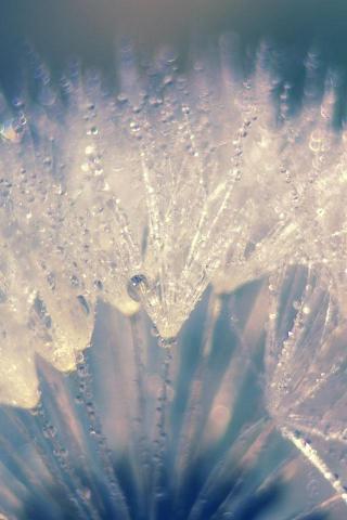 Ios Wallpaper Background iPhone HD Dandelion