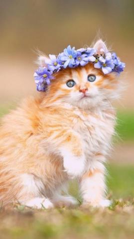 Mobile iPhone Cat Wallpaper