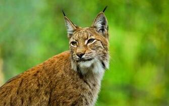 Bobcat Wallpaper