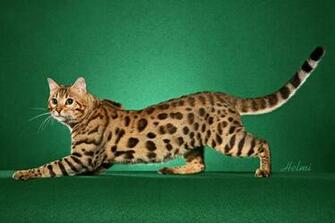 Bengal Cats Cute
