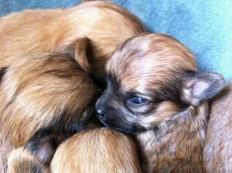 Dog Wallpaper Chorkie Puppies Widescreen