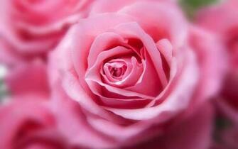 Pink Color Rose Wallpaper HD