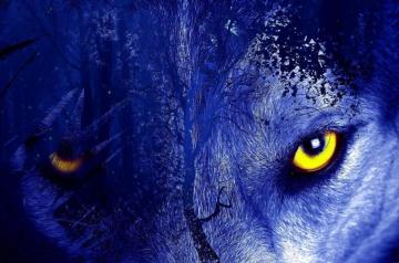 Cat Wallpaper For Chromebook Best