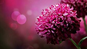 Unique Purple Flower HD Wallpaper Flowers