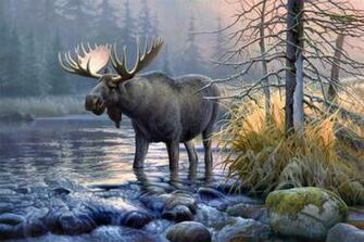 Moose Computer Wallpaper Desktop Background