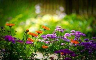 Summer Flowers Desktop Background Wallpaper