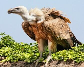 Vulture Birds HD Wallpaper Hq Desktop
