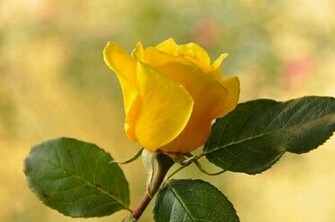 Roses Flowers Image Background Wallpaper Jpg
