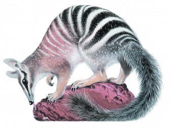 Numbat Wallpaper Animal Hq Picture