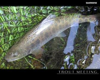 Trout Meeting