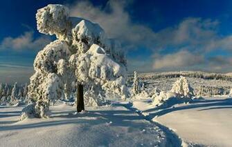 Wallpaper Black Forest Germany Winter Snow