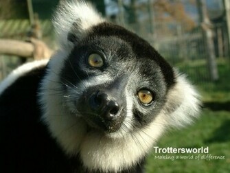 Wallpaper Lemur HD Pictures