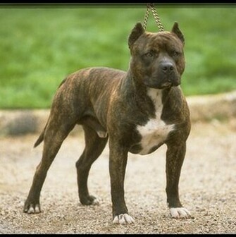 Pitbull Terrier Wallpaper American