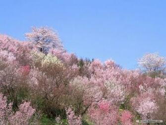 Wallpaper Nature Season Spring