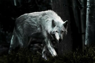 Dark Wolf By Rate19