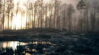 Fantastic HD Swamp Wallpaper HDwallsource