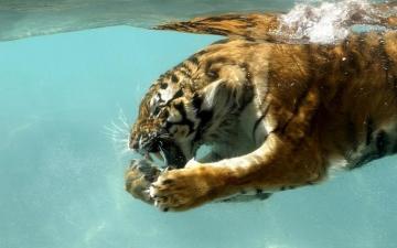 Tiger Tigers Wallpaper