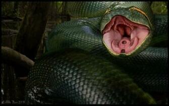 Animals World Anaconda Wallpaper Big Snakes