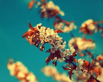 Vintage Summer By Sortvind