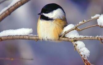 Winter Birds Chickadee Wallpaper Animals HD